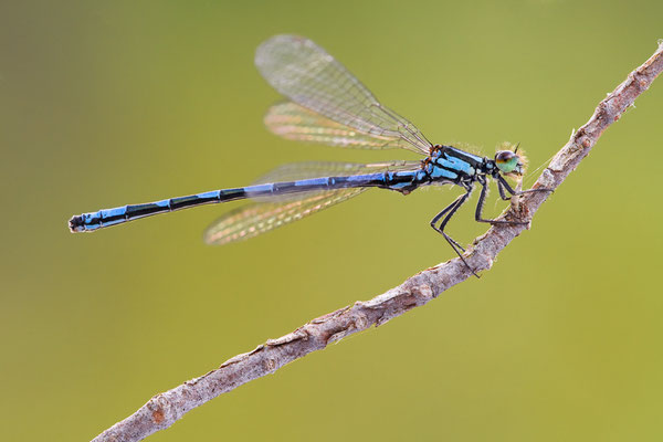 Sibirische Azurjungfer | Coenagrion hylas