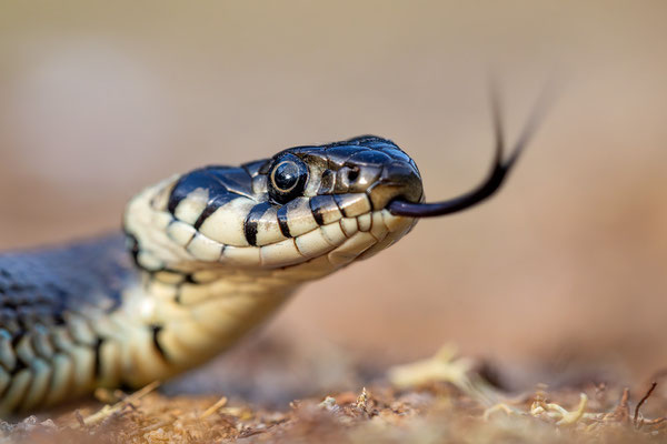 Ringelnatter | Natrix natrix