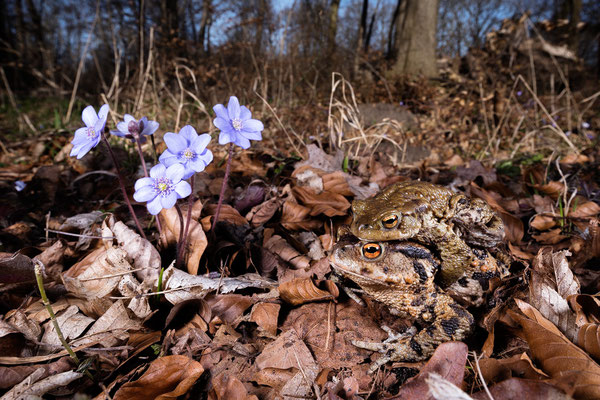 Erdkröten im Frühlingswald