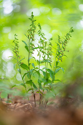 Übersehene Stendelwurz | Epipactis neglecta