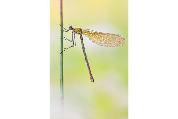 Gebänderte Prachtlibelle | Calopteryx splendens