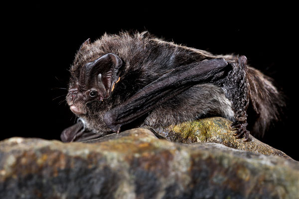 Mopsfledermaus