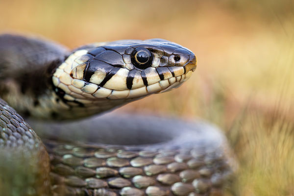 Ringelnatter | Natrix natrix