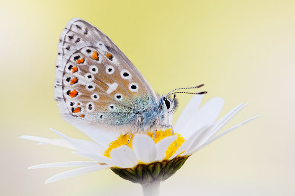 Himmelblauer Bläuling