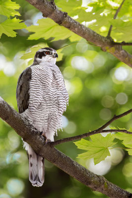 Habicht | Accipiter gentilis