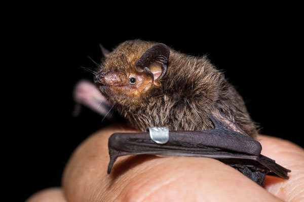Rauhautfledermaus | Pipistrellus nathusii