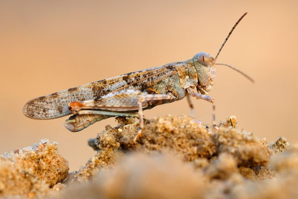 Blauflügelige Sandschrecke