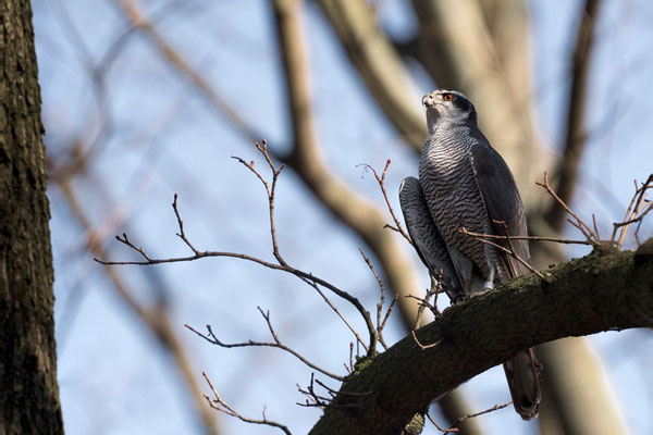 Habicht | Accipiter gentilis