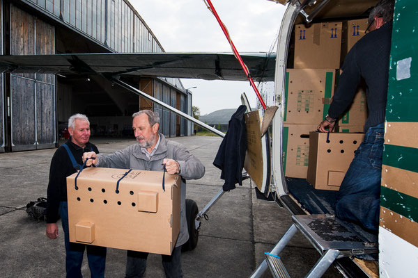 Ankunft der Wildfänge per Flugzeug