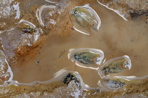 Triops cancriformis und Branchipus schaefferi