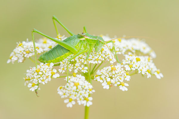 Kraussche Plumpschrecke | Isophya kraussii