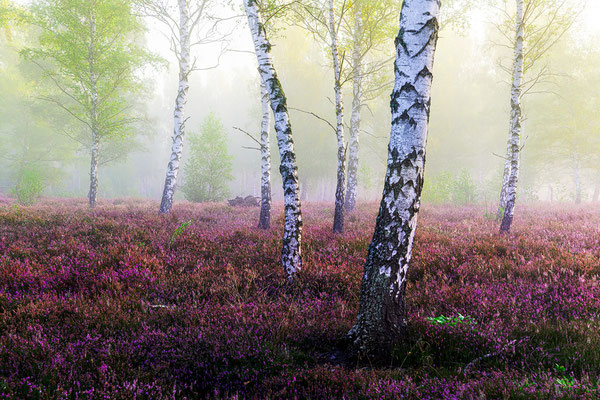 Reicherskreuzer Heide