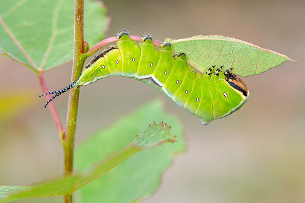 Große Gabelschwanz | Cerura vinula