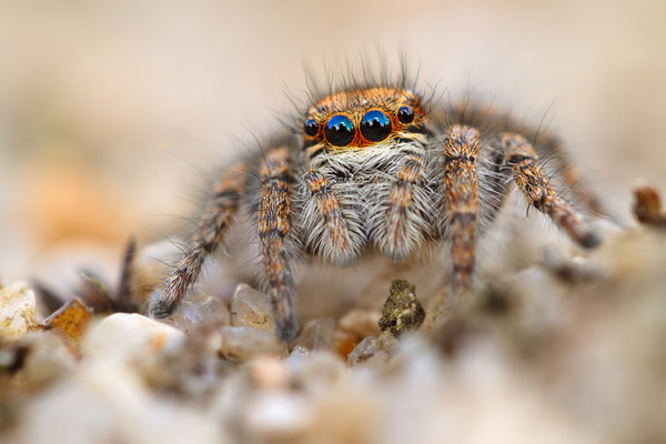 Goldaugenspringspinne | Philaeus chrysops