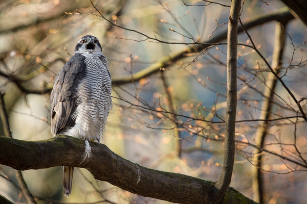 Habicht | Accipiter gentilis