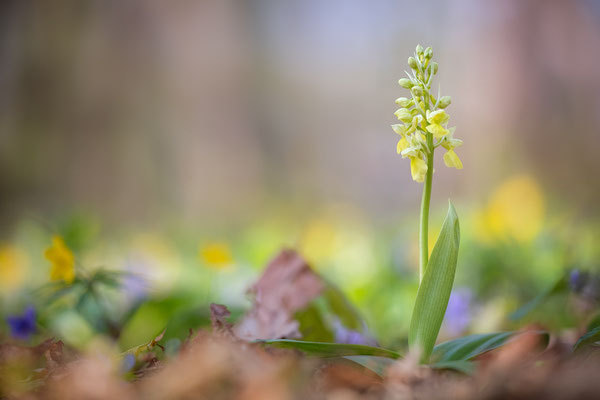 Blasses Knabenkraut