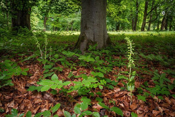 Altensteiner Varietät der Schmallippigen Stendelwurz | Epipactis leptochila var. altensteiniana