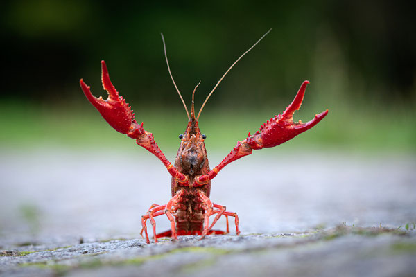 Roter Amerikanischer Sumpfkrebs | Procambarus clarkii