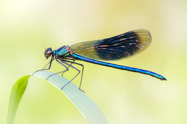 Gebänderte Prachtlibelle | Calopteryx splendens