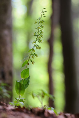 Schmalllipige Stendelwurz (var. altensteiniana)