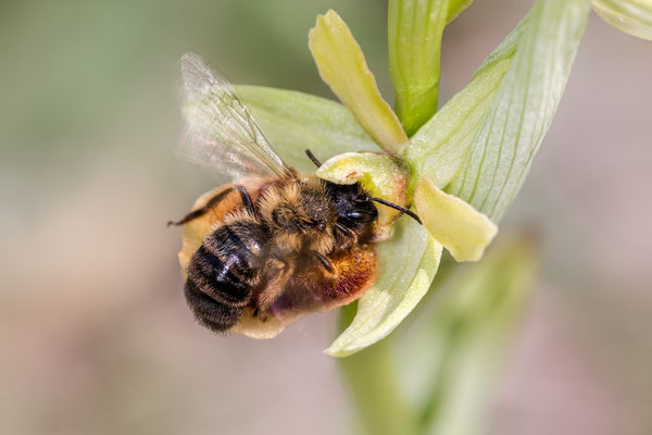 Andrena nigroaenea auf Spinnen-Ragwurz