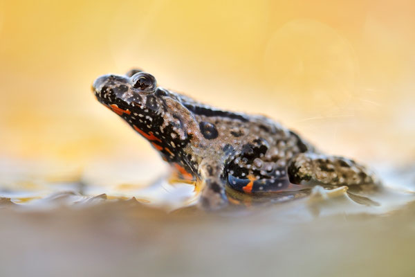 Rotbauchunke | Bombina bombina
