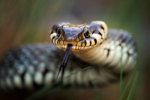 Ringelnatter | Natrix natrix