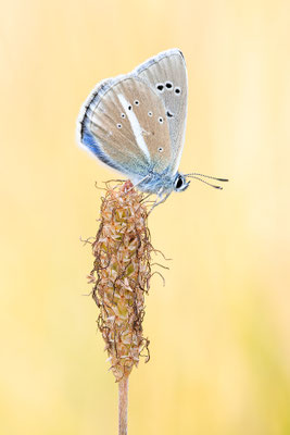 Weißdolchbläuling | Polyommatus damon