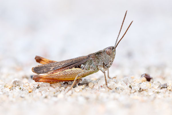 Steppen-Grashüpfer | Chorthippus vagans