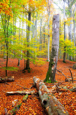 UNESCO-Weltnaturerbe Buchenwald Grumsin