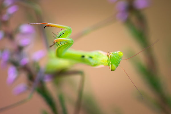 Gottesanbeterin | Mantis religiosa