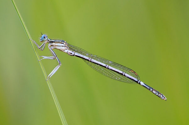 Blaue Federlibelle