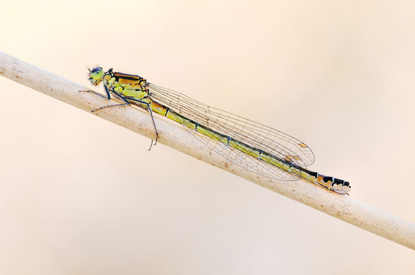Hauben-Azurjungfer | Coenagrion armatum