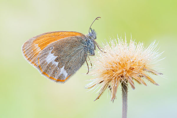 Rotbraunes Wiesenvögelchen | Coenonympha glycerion