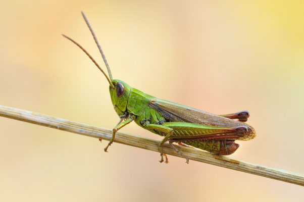 Wiesen-Grashüpfer