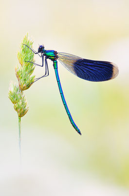 Gebänderte Prachtlibelle | Calopteryx splendens