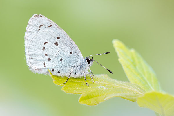 Faulbaum-Bläuling | Celastrina argiolus