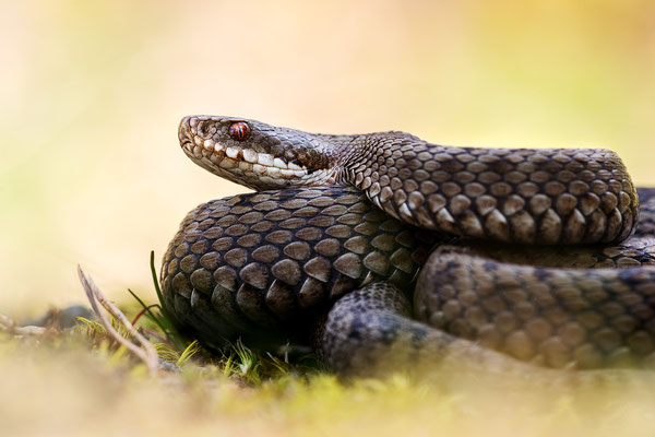 Kreuzotter | Vipera berus