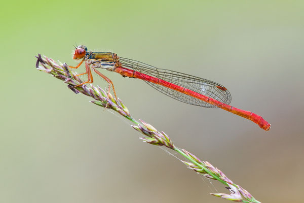 Zarte Rubinjungfer, Scharlachlibelle