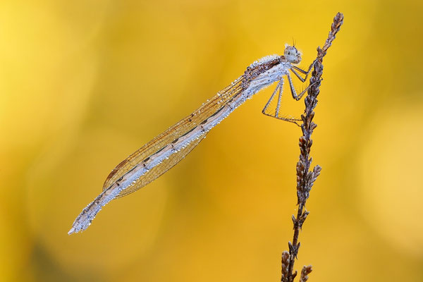 Gemeine Winterlibelle | Sympecma fusca