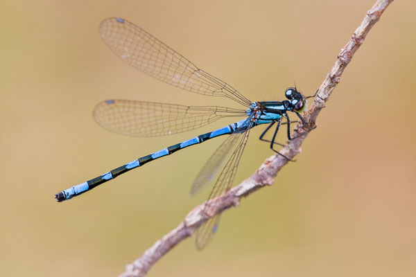 Sibirische Azurjungfer | Coenagrion hylas