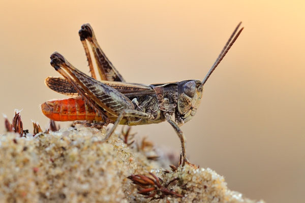 Rotleibiger Grashüpfer