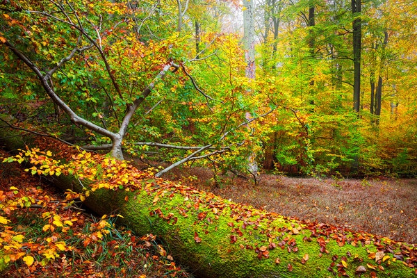 UNESCO-Weltnaturerbe Buchenwald Grumsin