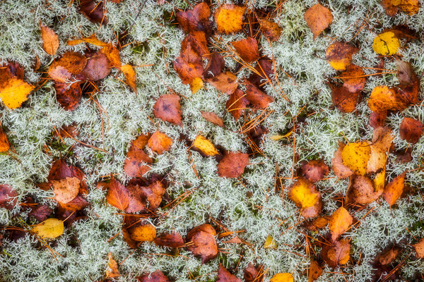 Waldbodendetail