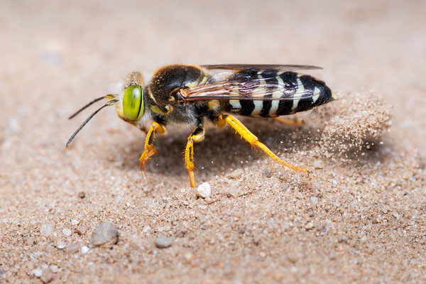 Kreiselwespe | Bembix rostrata