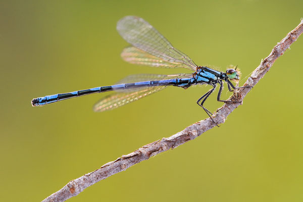 Sibirische Azurjungfer | Coenagrion hylas