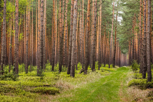 Ein typischer Lebensraum des Auerhuhns in der Niederlausitz