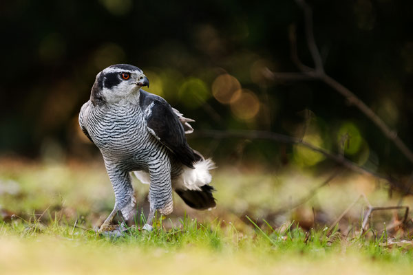 Habicht | Accipiter gentilis