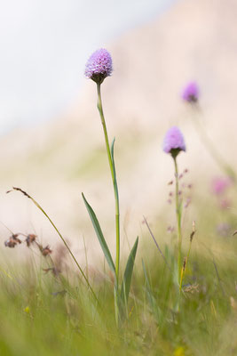 Kugelorchis