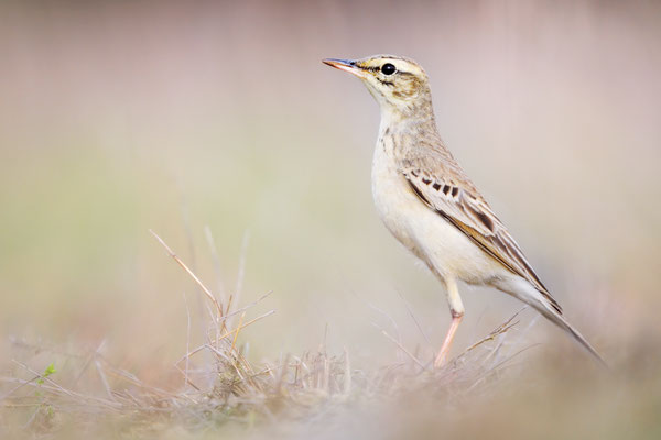 Brachpieper | Anthus campestris